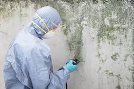 Best Mold Damage Restoration  in Abbeville, LA